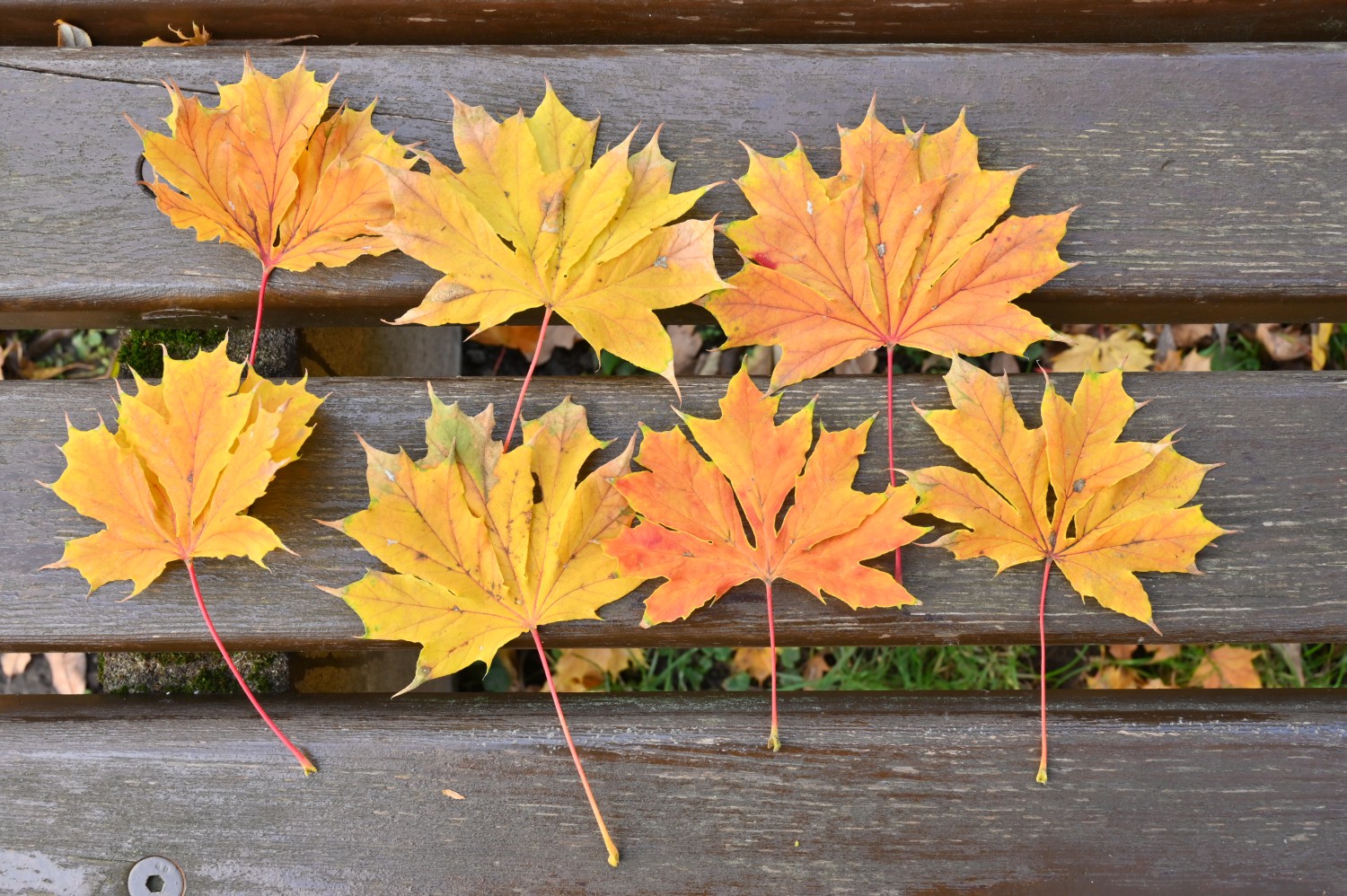 Acer platanoides 'Dissectum' - Magdeburg - 2021