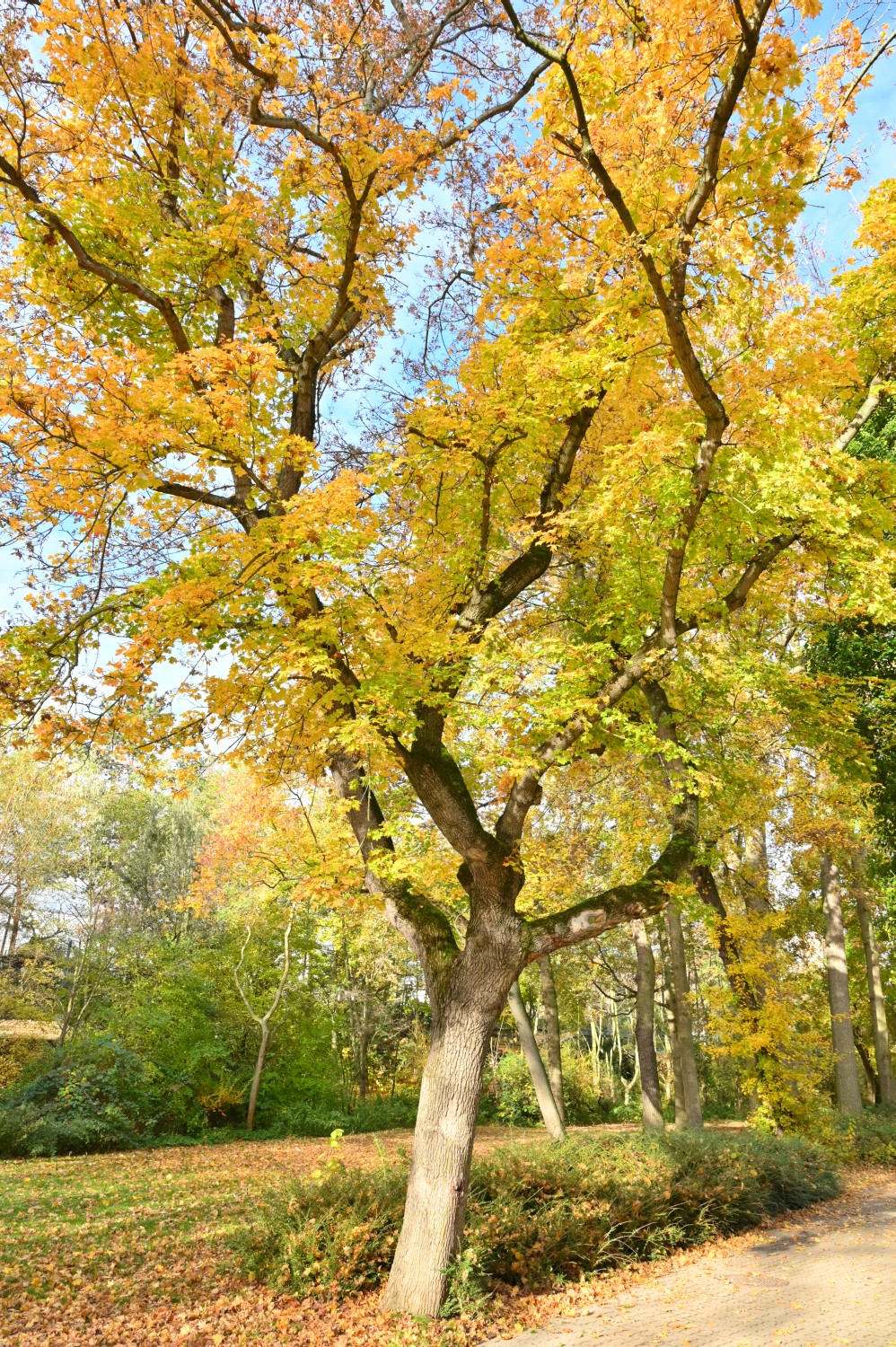 Acer platanoides 'Dissectum' - Magdeburg - 2021