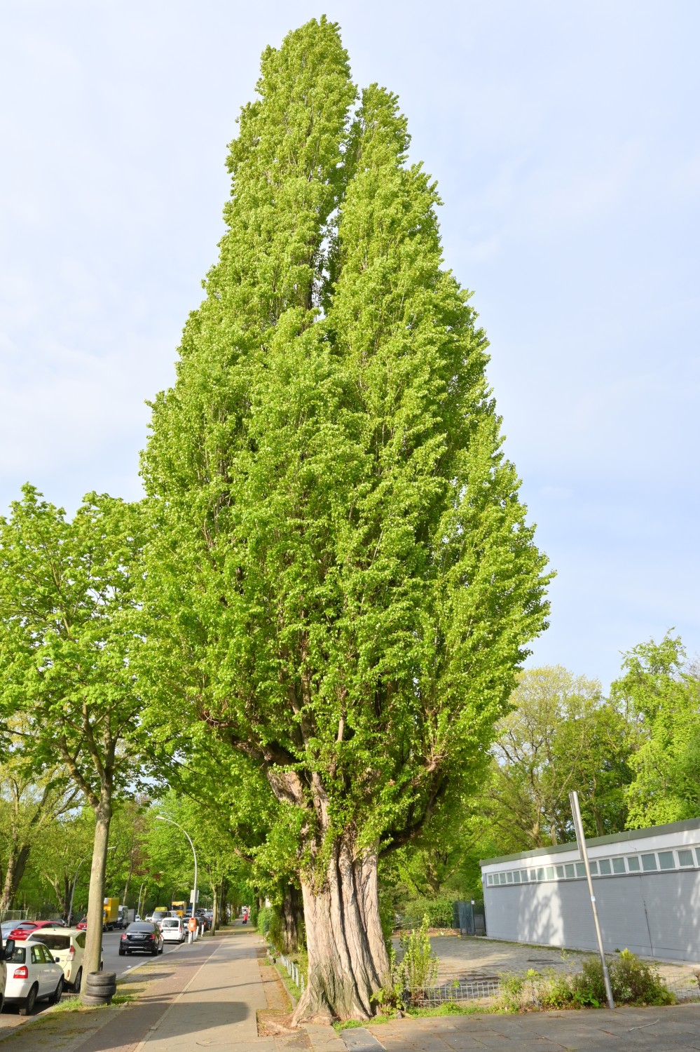 Populus nigra 'Italica' - Berlin-Wedding - 2020