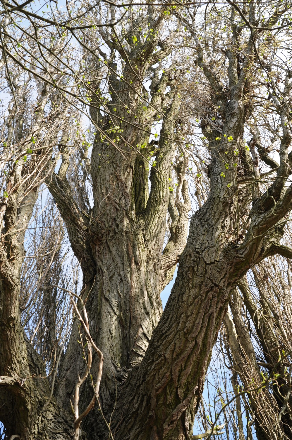 Populus nigra 'Italica' - Dessow - 2013