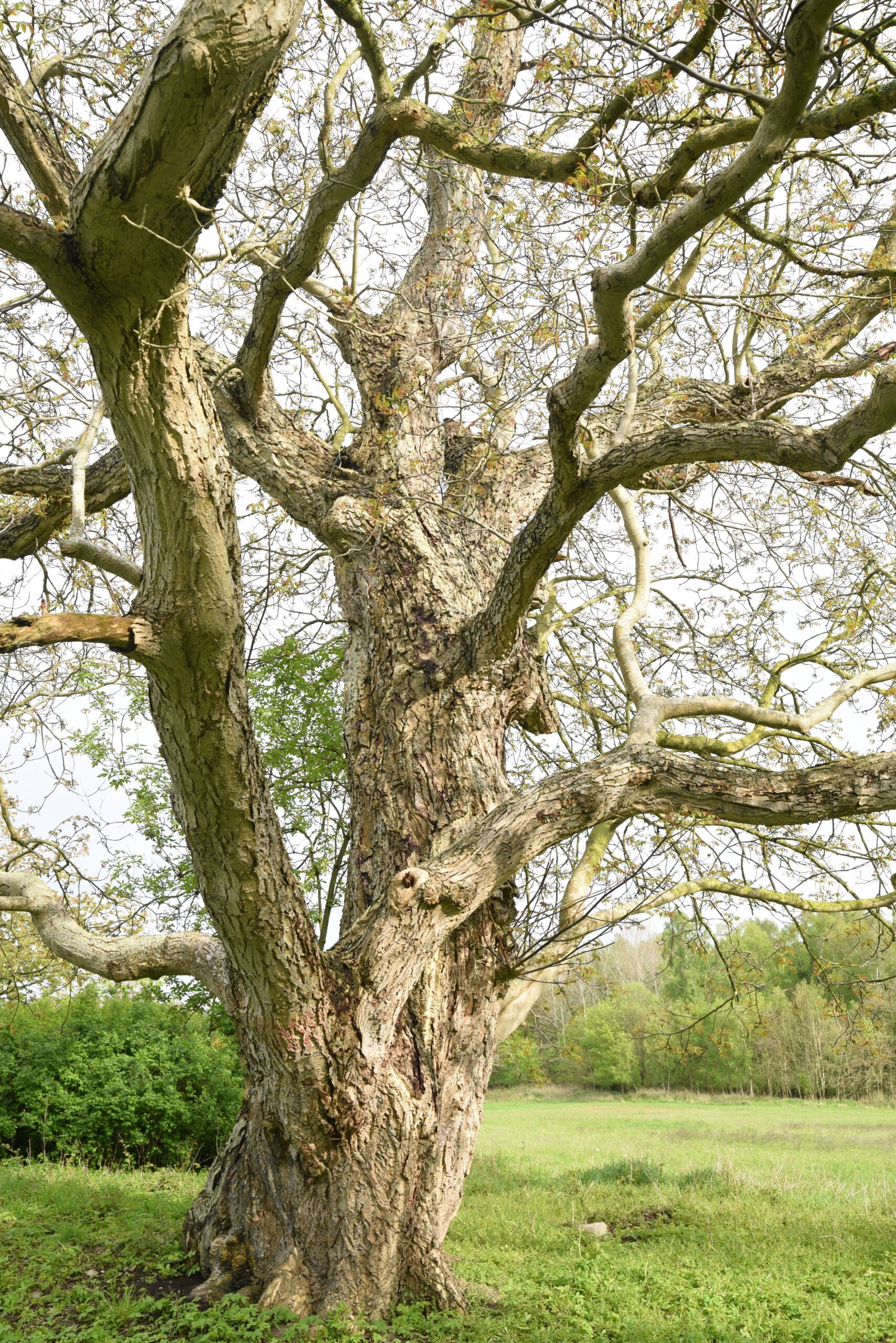 Juglans regia - Bergen auf Rügen, Ortsteil Tilzow - 2019