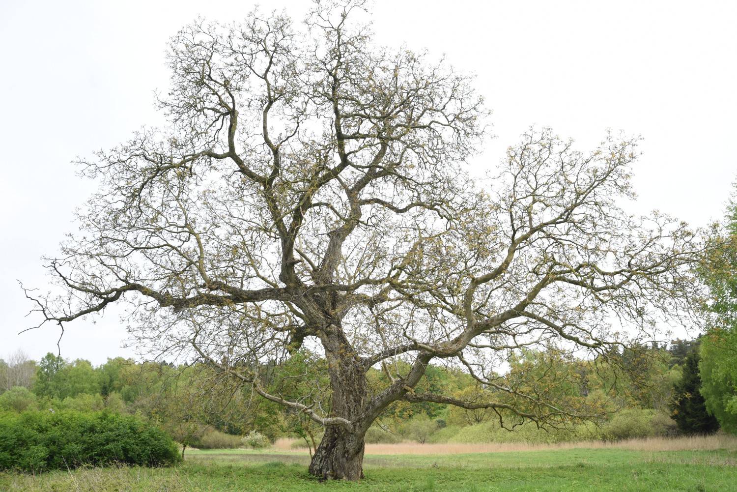 Juglans regia - Bergen auf Rügen, Ortsteil Tilzow - 2019