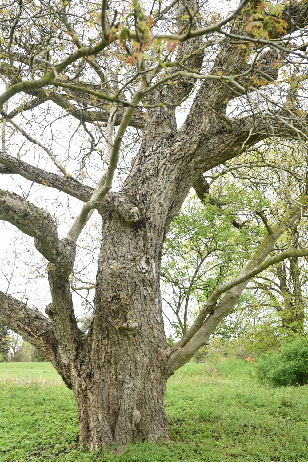 Juglans regia - Bergen auf Rügen, Ortsteil Tilzow - 2019