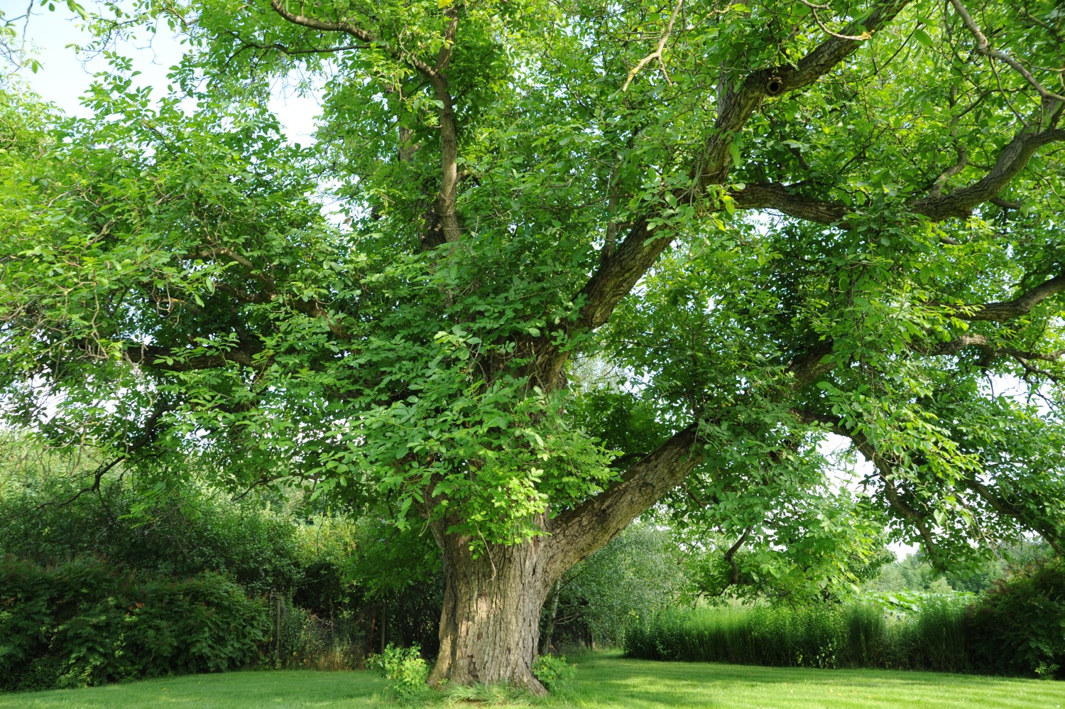 Juglans regia - Wegendorf - 2011
