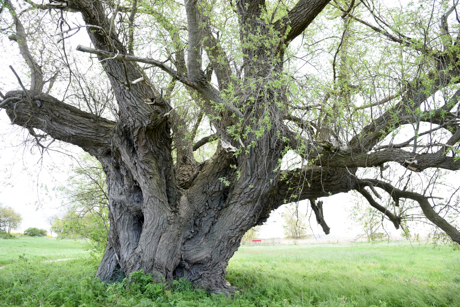 Silber-Weide - Liddow auf Rügen - 2019