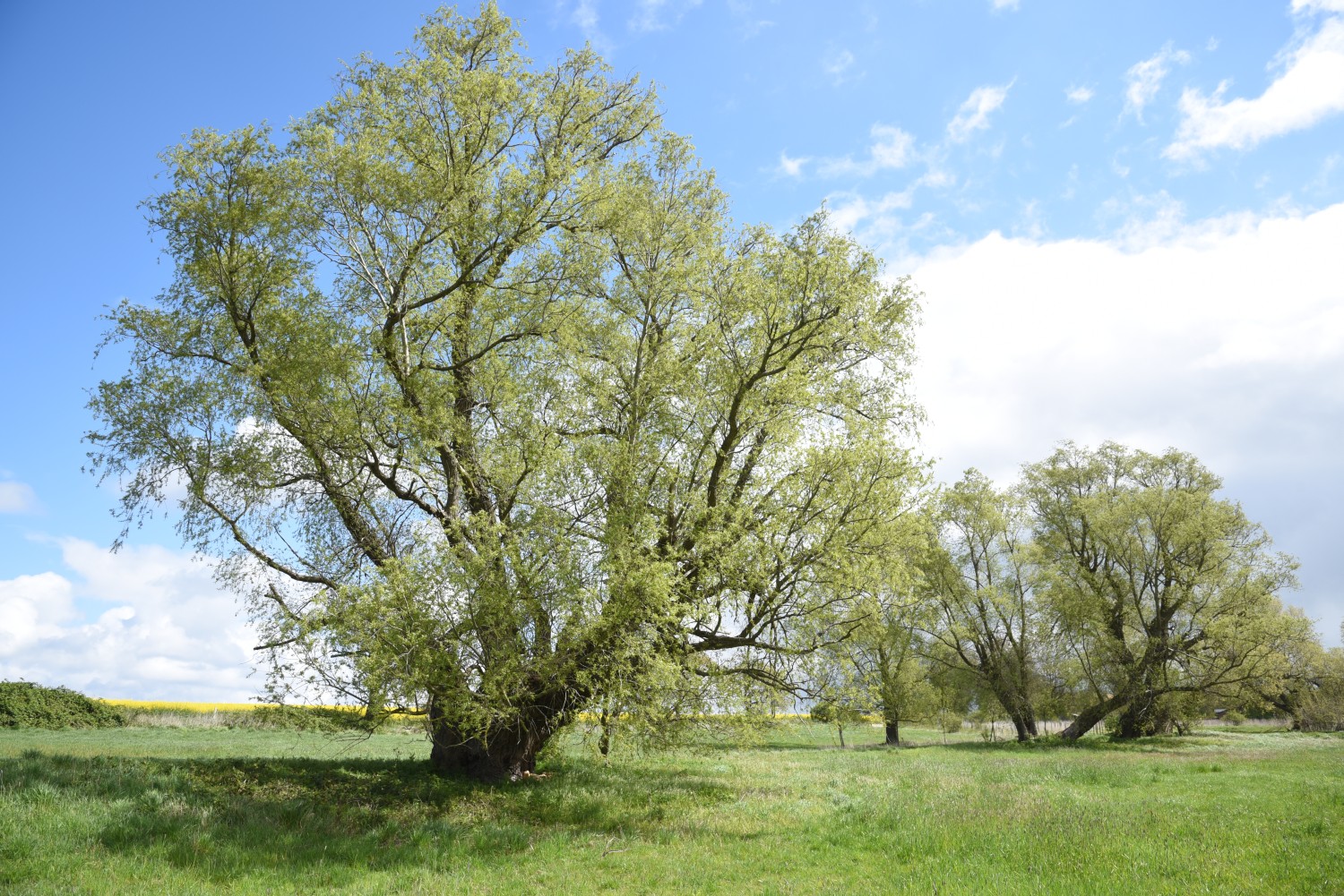 Silber-Weide - Liddow auf Rügen - 2019