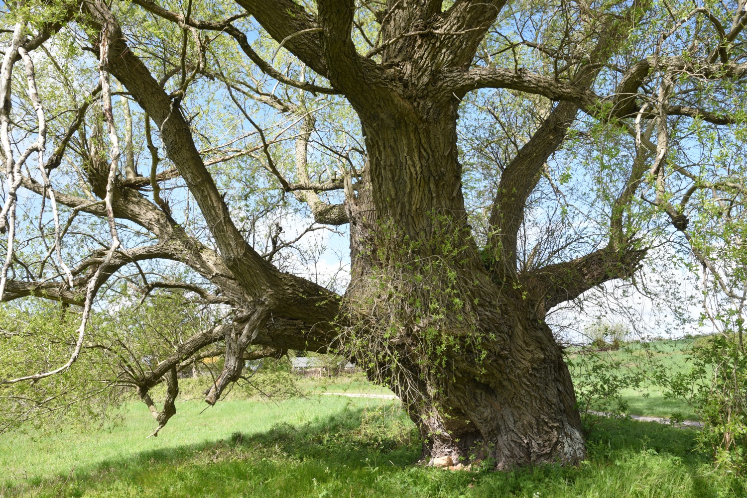 Silber-Weide - Liddow auf Rügen - 2019