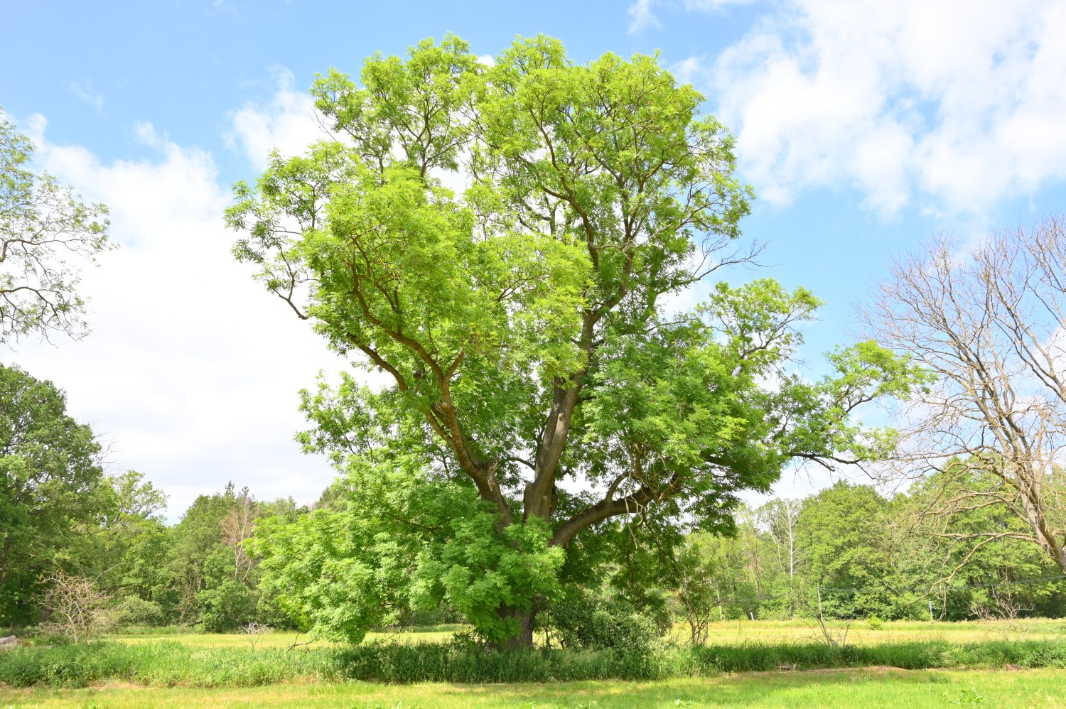 Fraxinus excelsior - Wall - Juni 2021