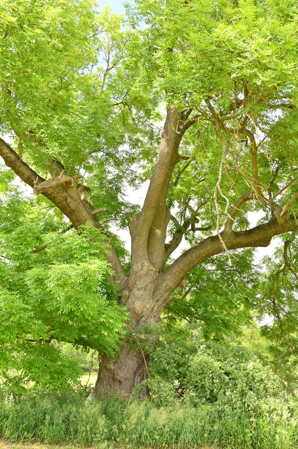 Fraxinus excelsior - Wall - Juni 2021