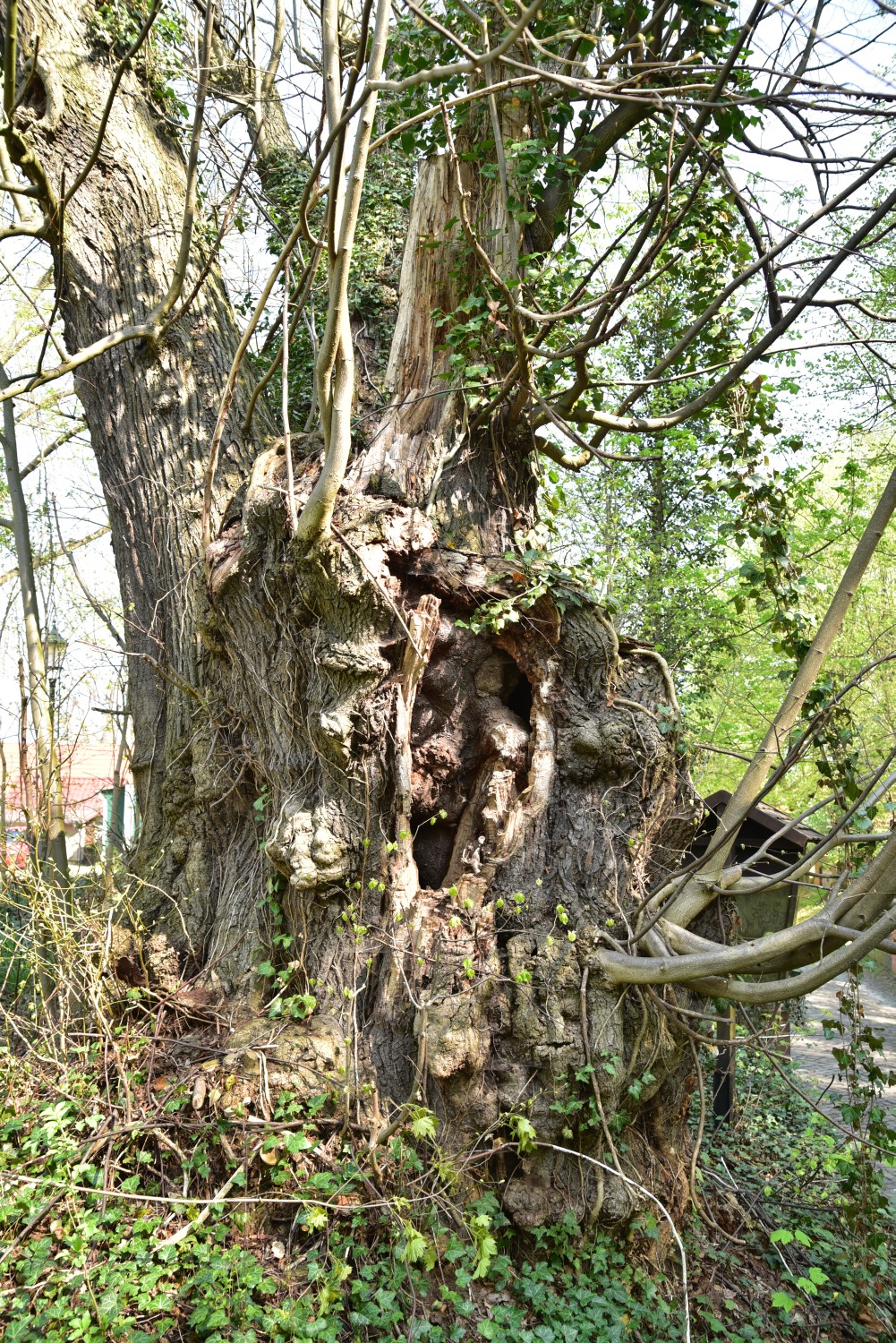 Winter-Linde - Schlieben - 2019