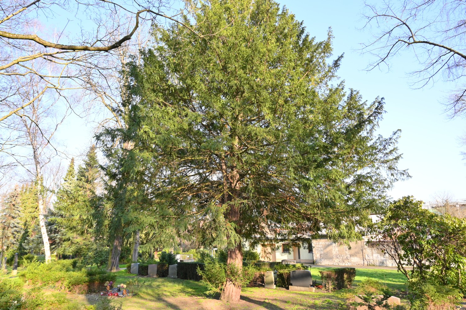 Taxus baccata - Berlin-Wedding - März 2021