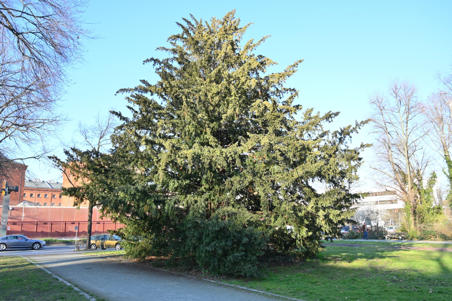 Taxus baccata - Berlin-Mitte - März 2021
