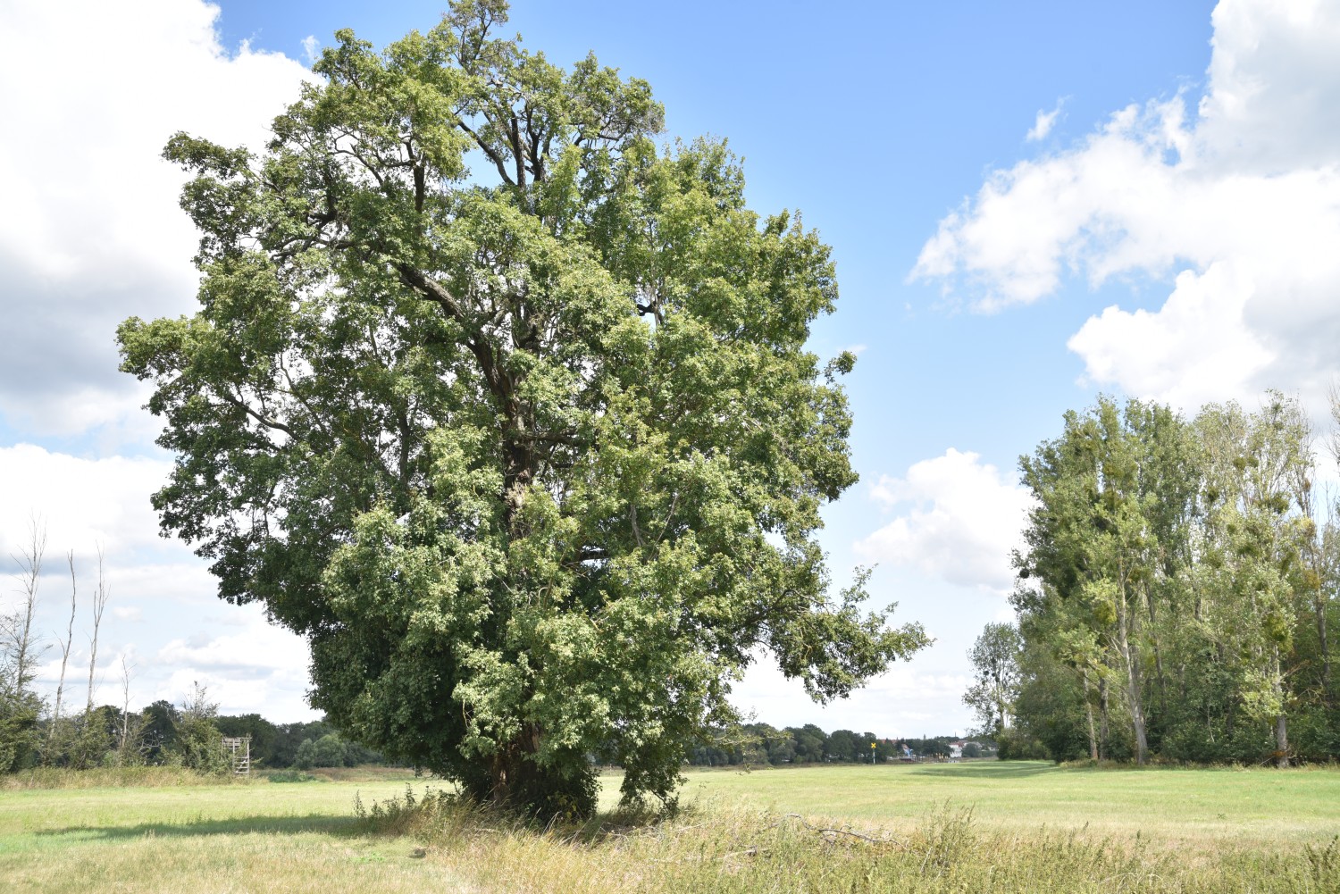 Feld-Ahorn - Wörlitz - 2019
