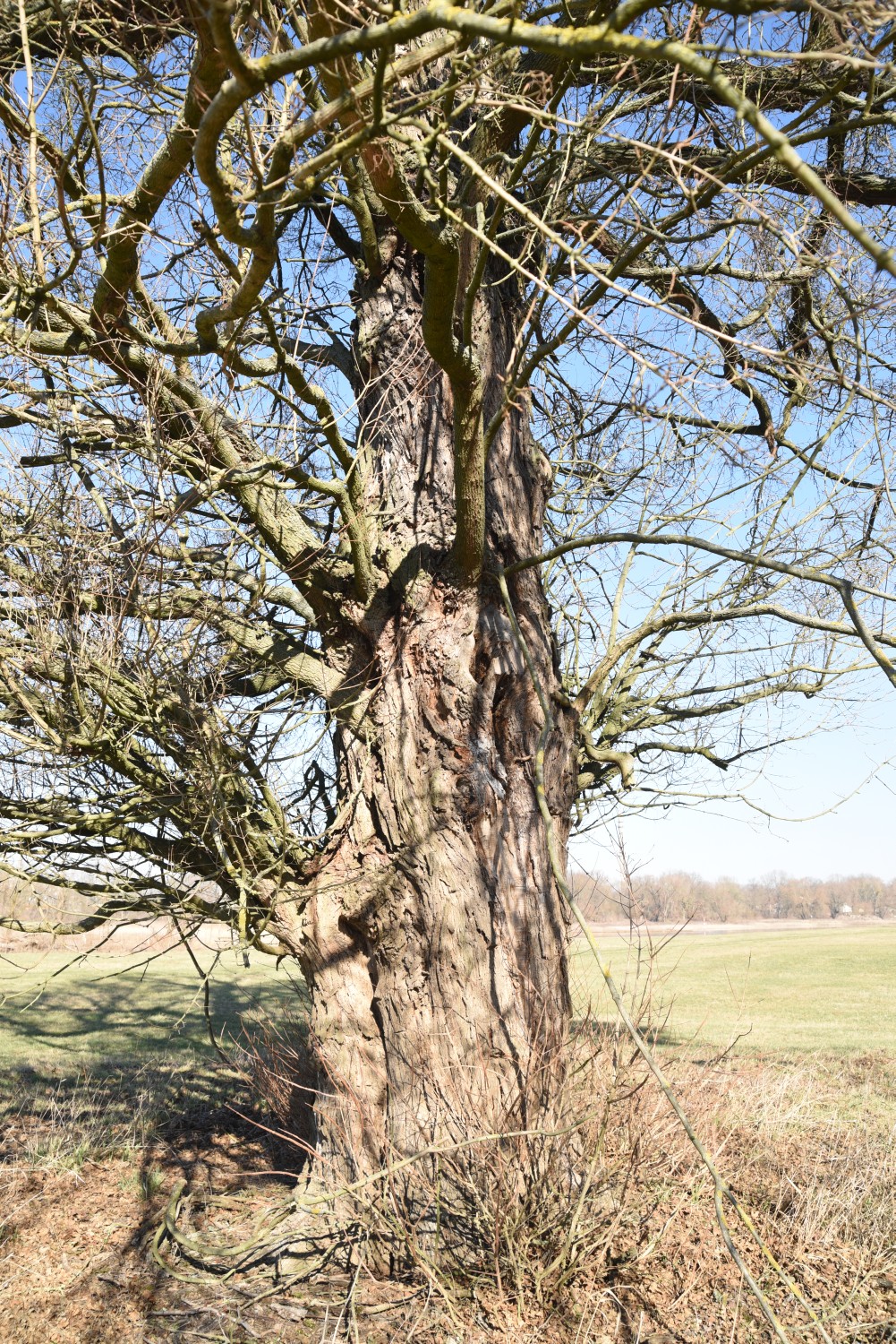 Feld-Ahorn - Wörlitz - 2019