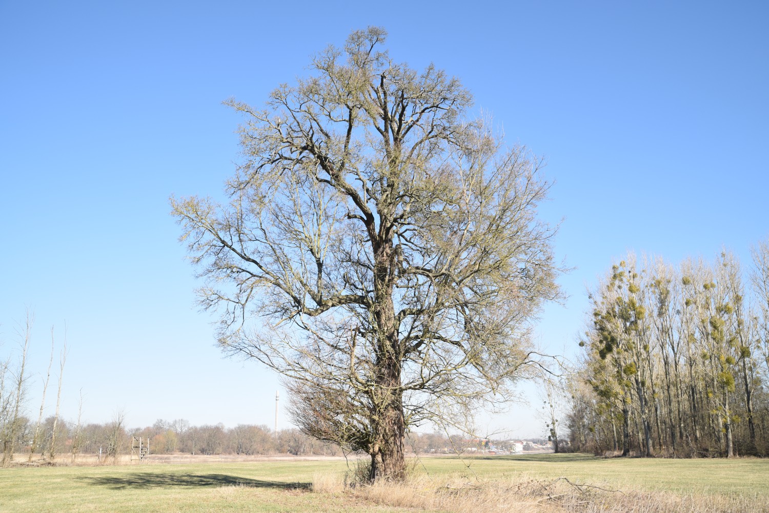 Feld-Ahorn - Wörlitz - 2019