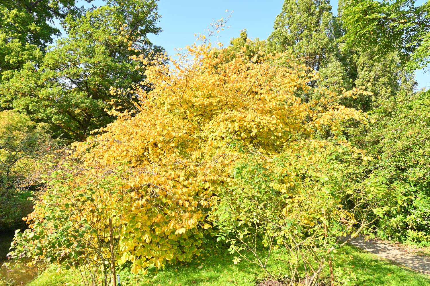 Hamamelis virginiana - Kassel-Wilhemshöhe, Bergpark, Roseninsel - 2021