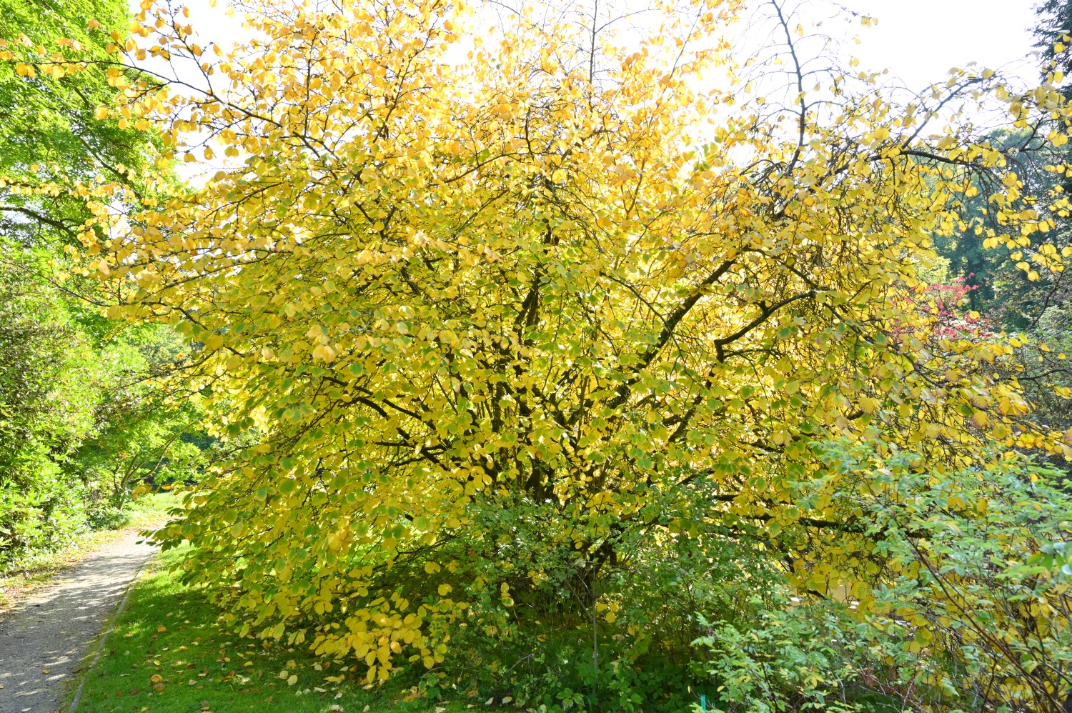 Hamamelis virginiana - Kassel-Wilhemshöhe, Bergpark, Roseninsel - 2021