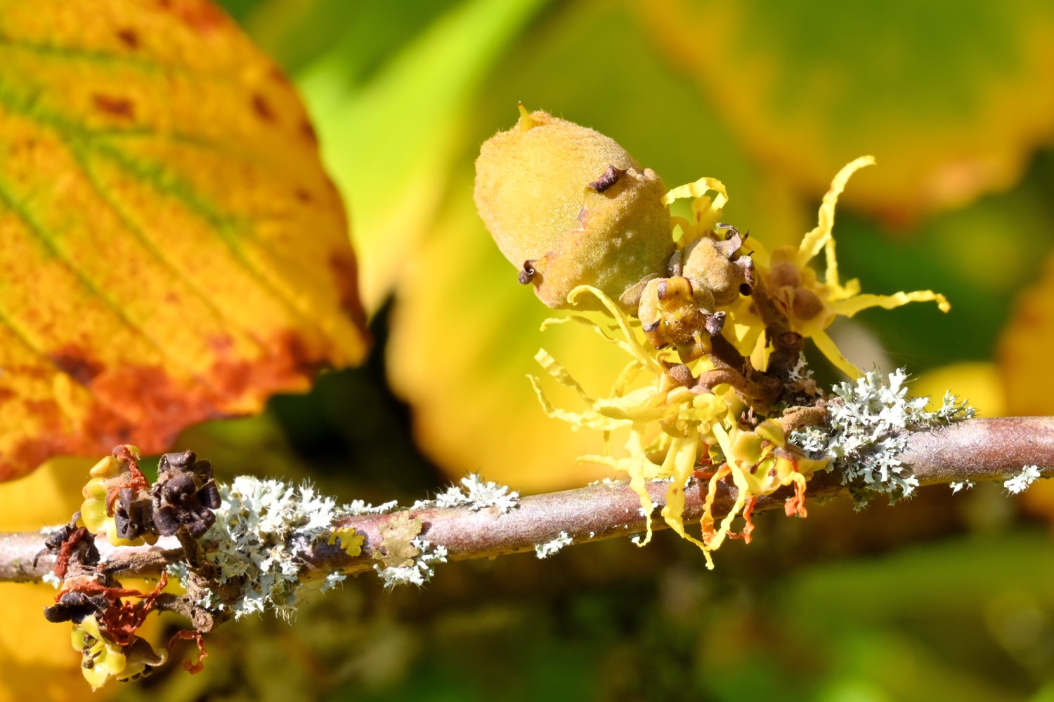 Hamamelis virginiana - Kassel-Wilhemshöhe, Bergpark, Roseninsel - 2021