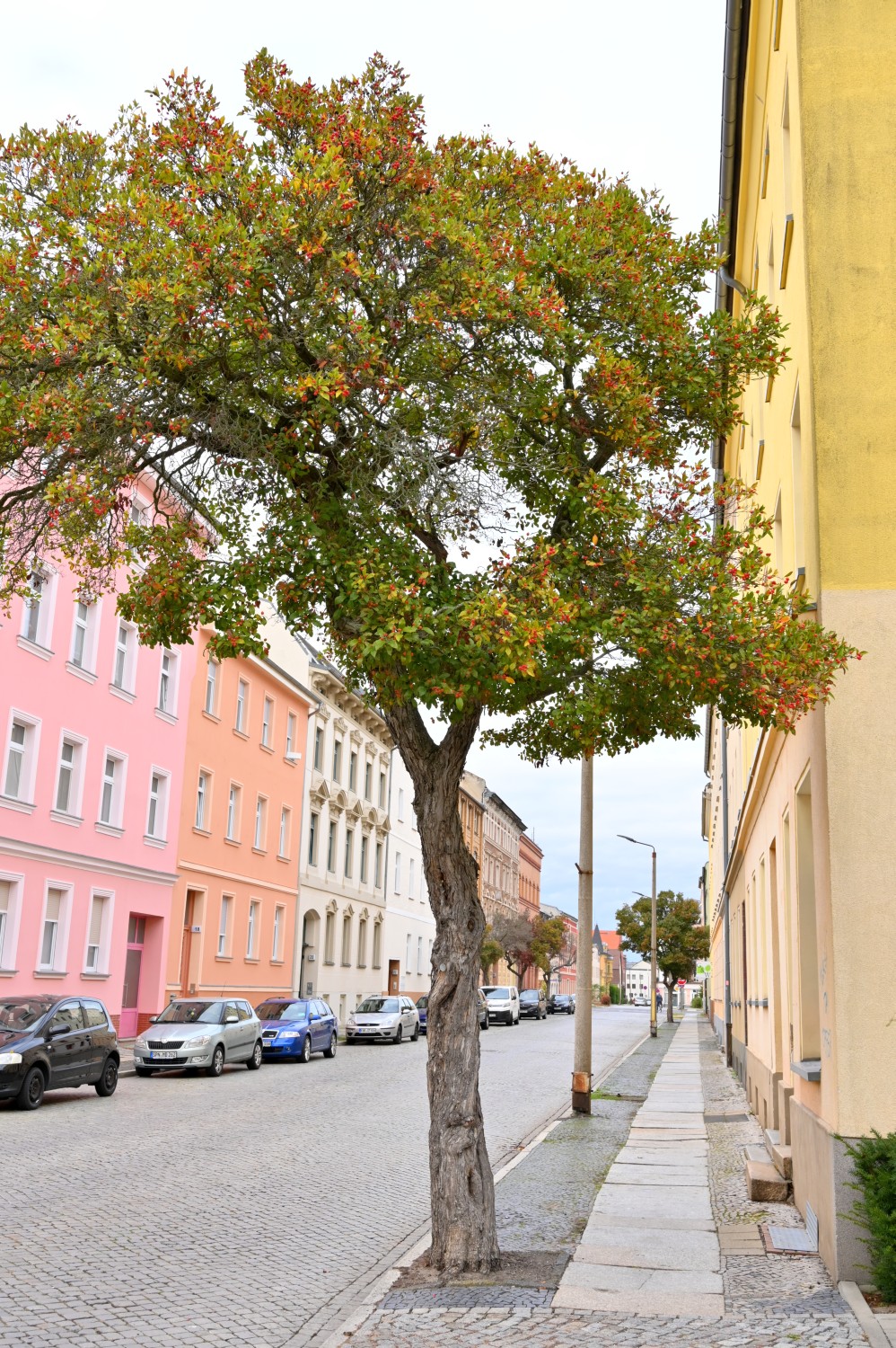 Crataegus × lavallei - Forst (Lausitz) - 2021