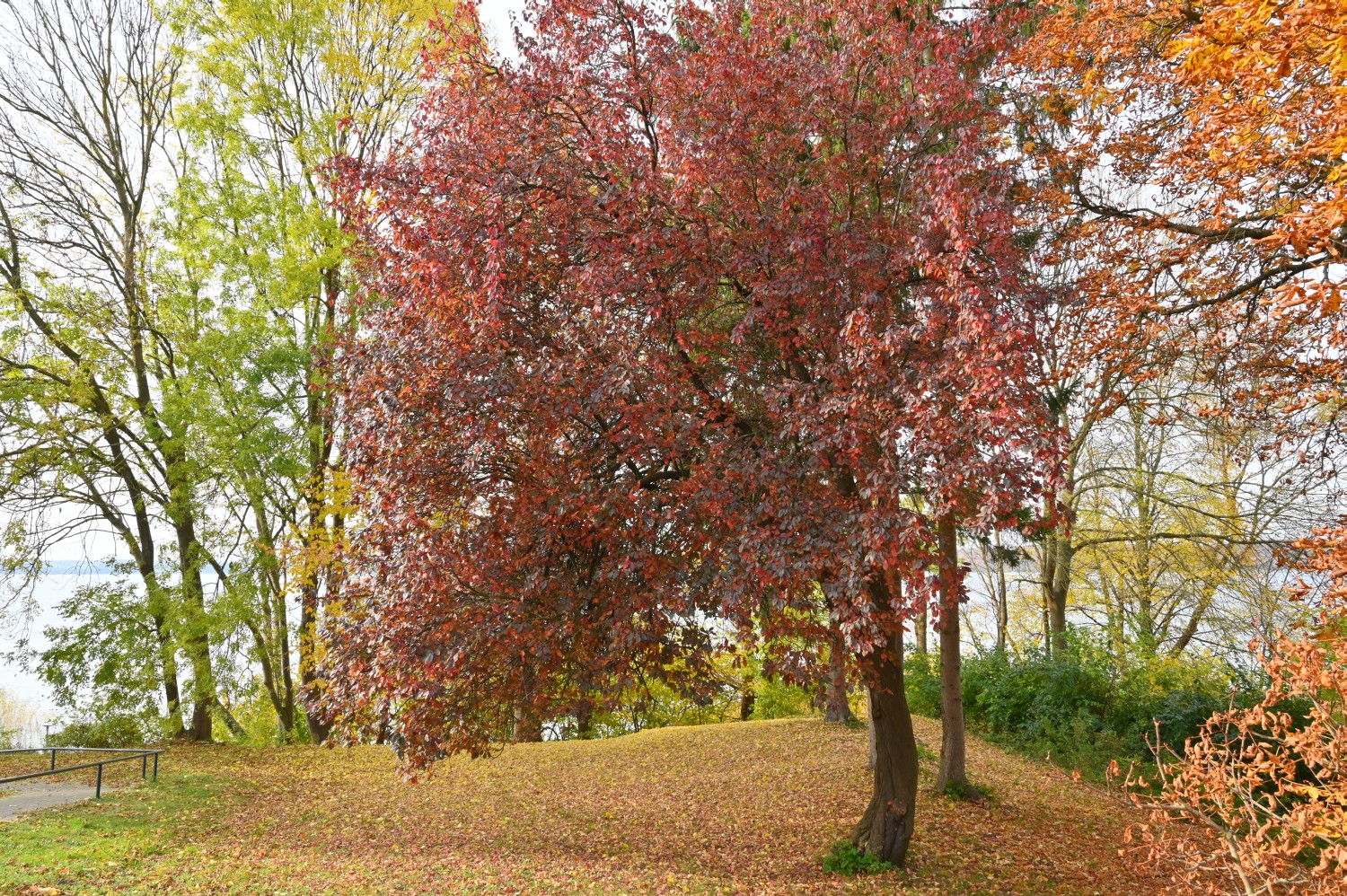Prunus cerasifera 'Nigra' - Klein Nemerow - 2021