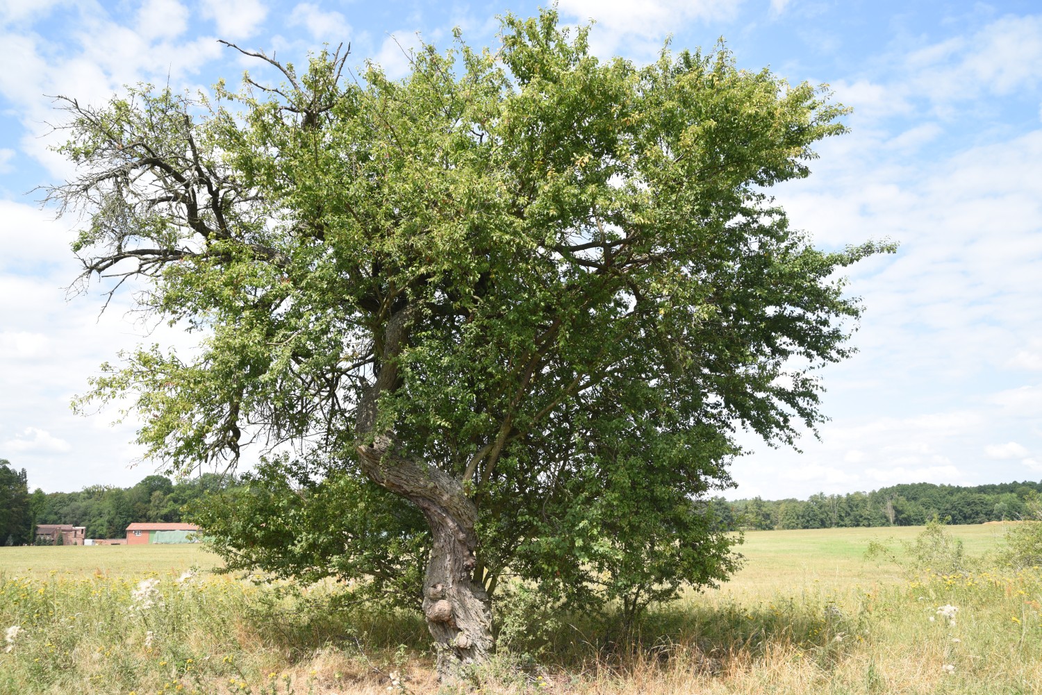 Kirsch-Pflaume - Viesecke - Sommer 2019
