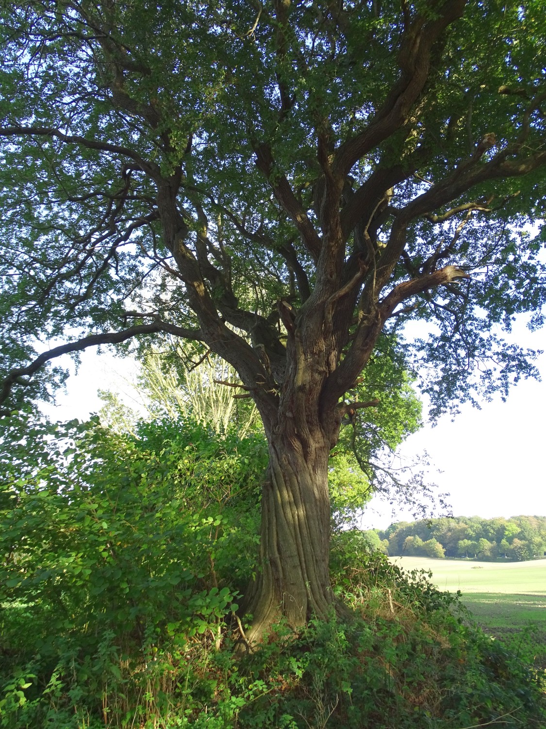Crataegus monogyna - Barkelsby - 2021