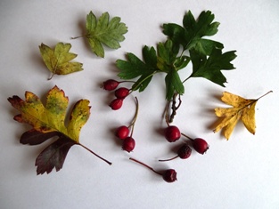 Crataegus monogyna - Barkelsby - 2021