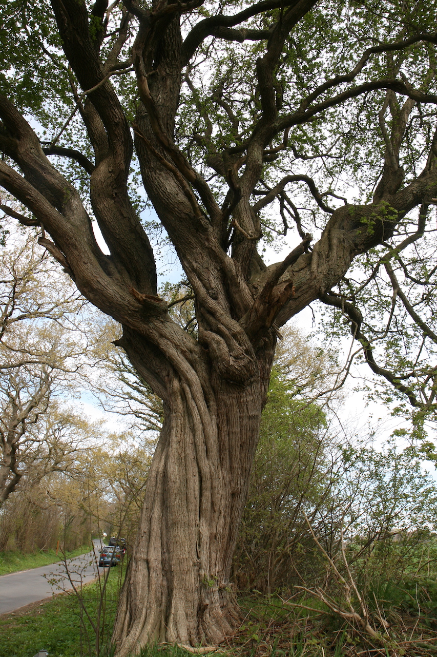 Crataegus monogyna - Barkelsby - 2022