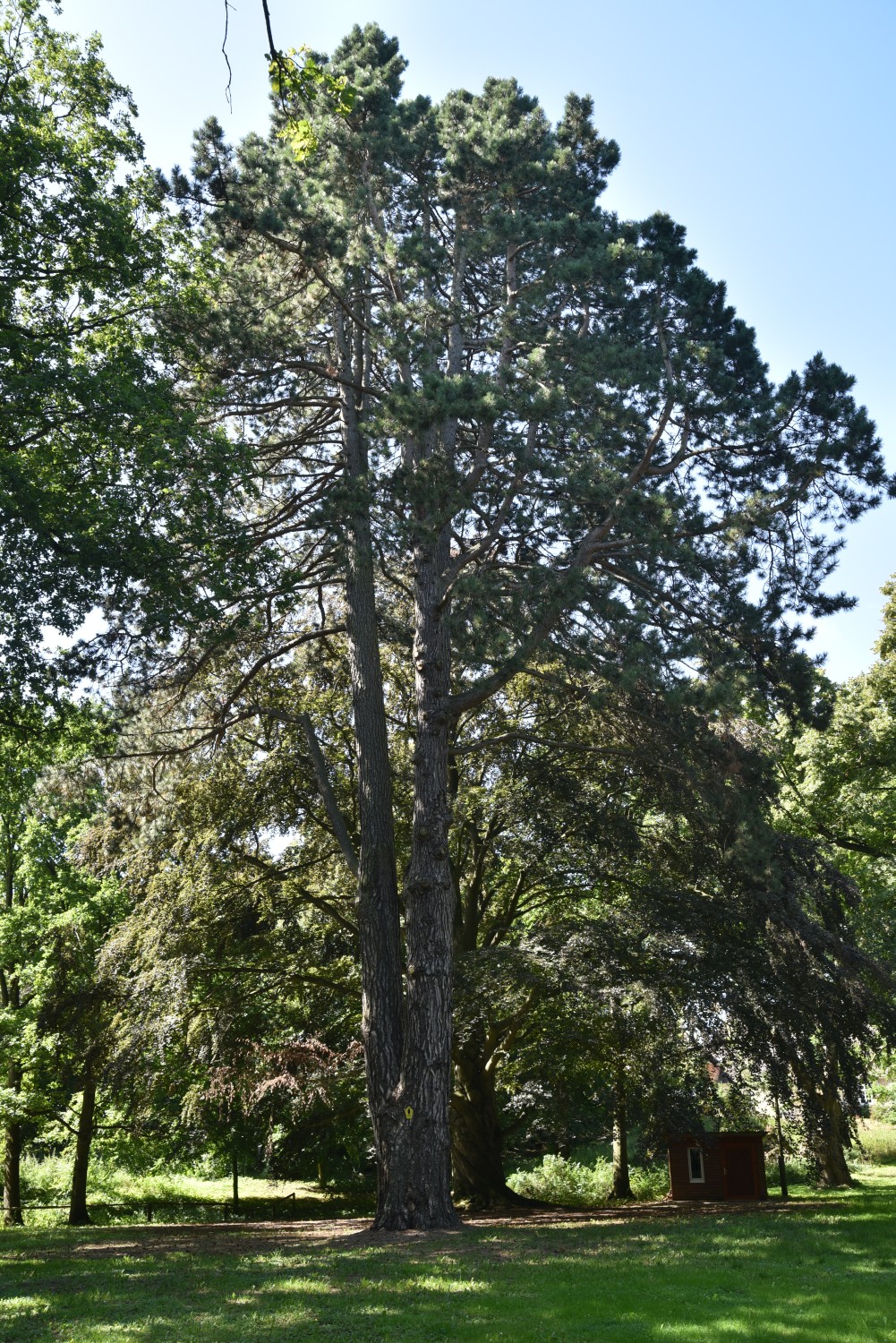 Pinus nigra - Grambow - August 2019