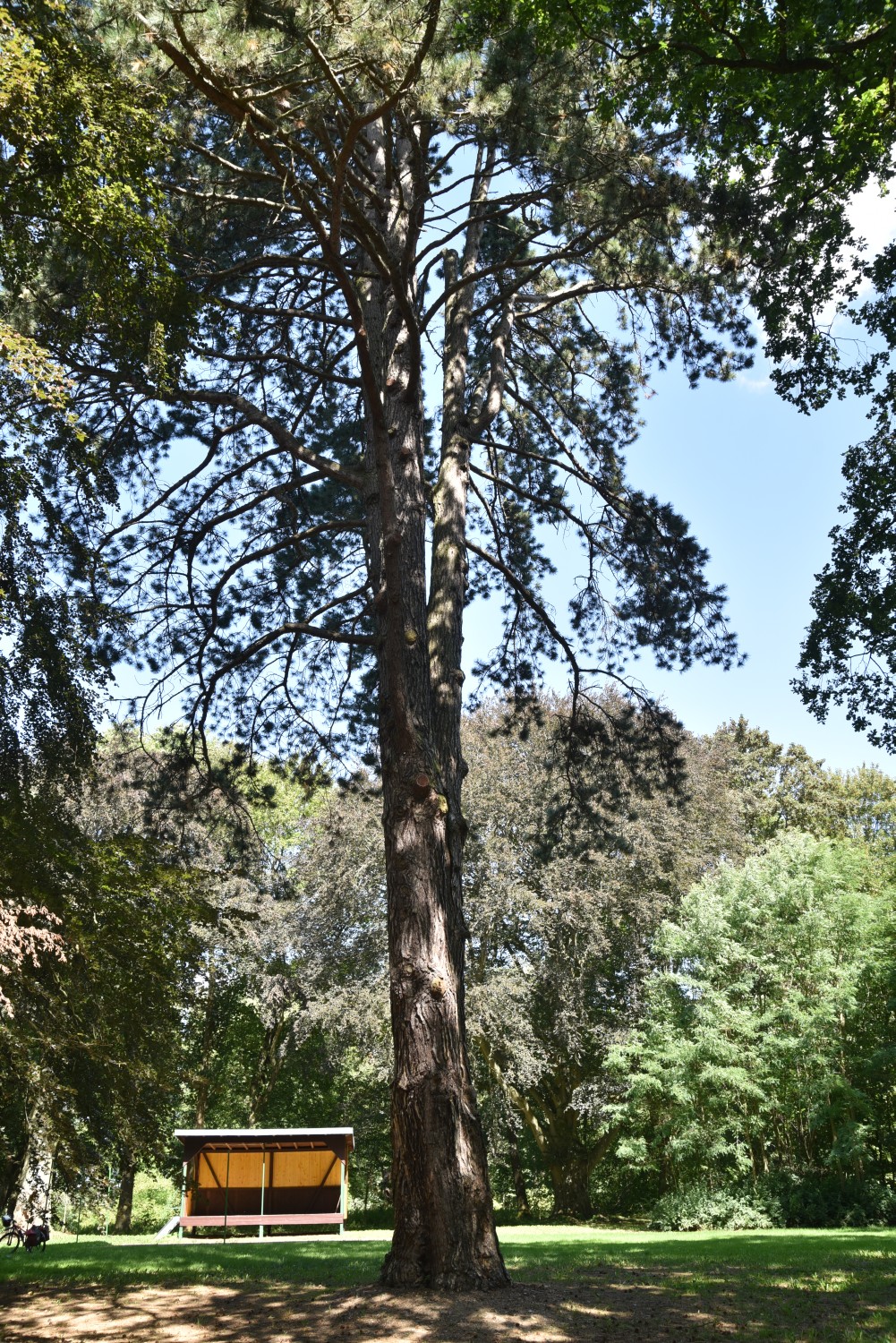 Pinus nigra - Grambow - August 2019