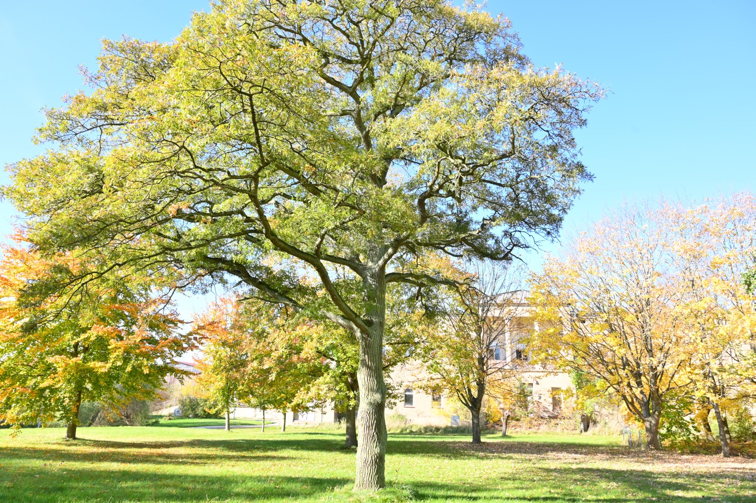 Quercus robur 'Pectinata' - Mollenstorf - 2021