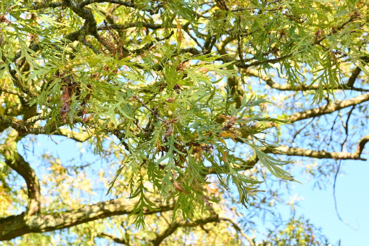 Quercus robur 'Pectinata' - Mollenstorf - 2021