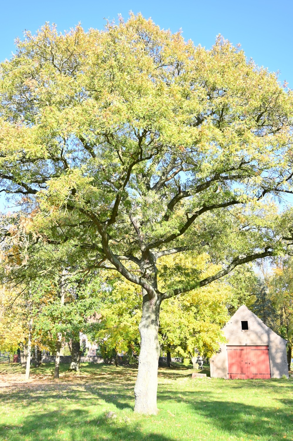Quercus robur 'Pectinata' - Mollenstorf - 2021