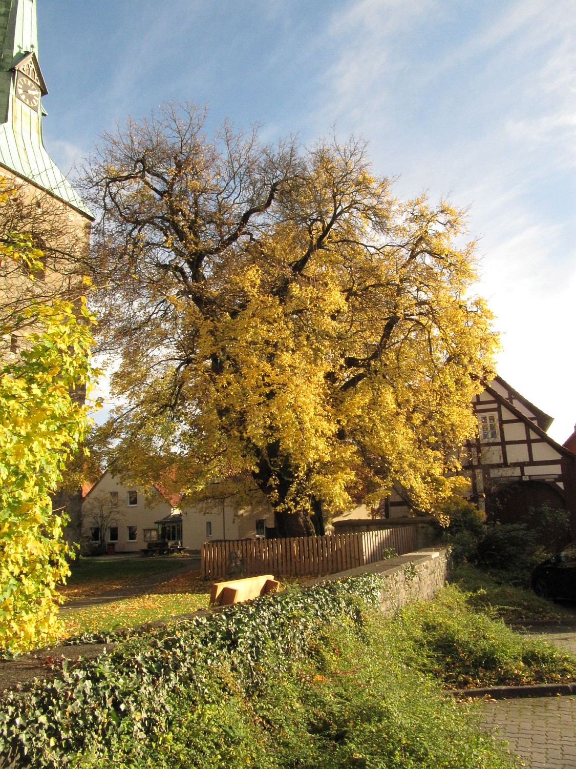 Acer campestre - Springe - 2021
