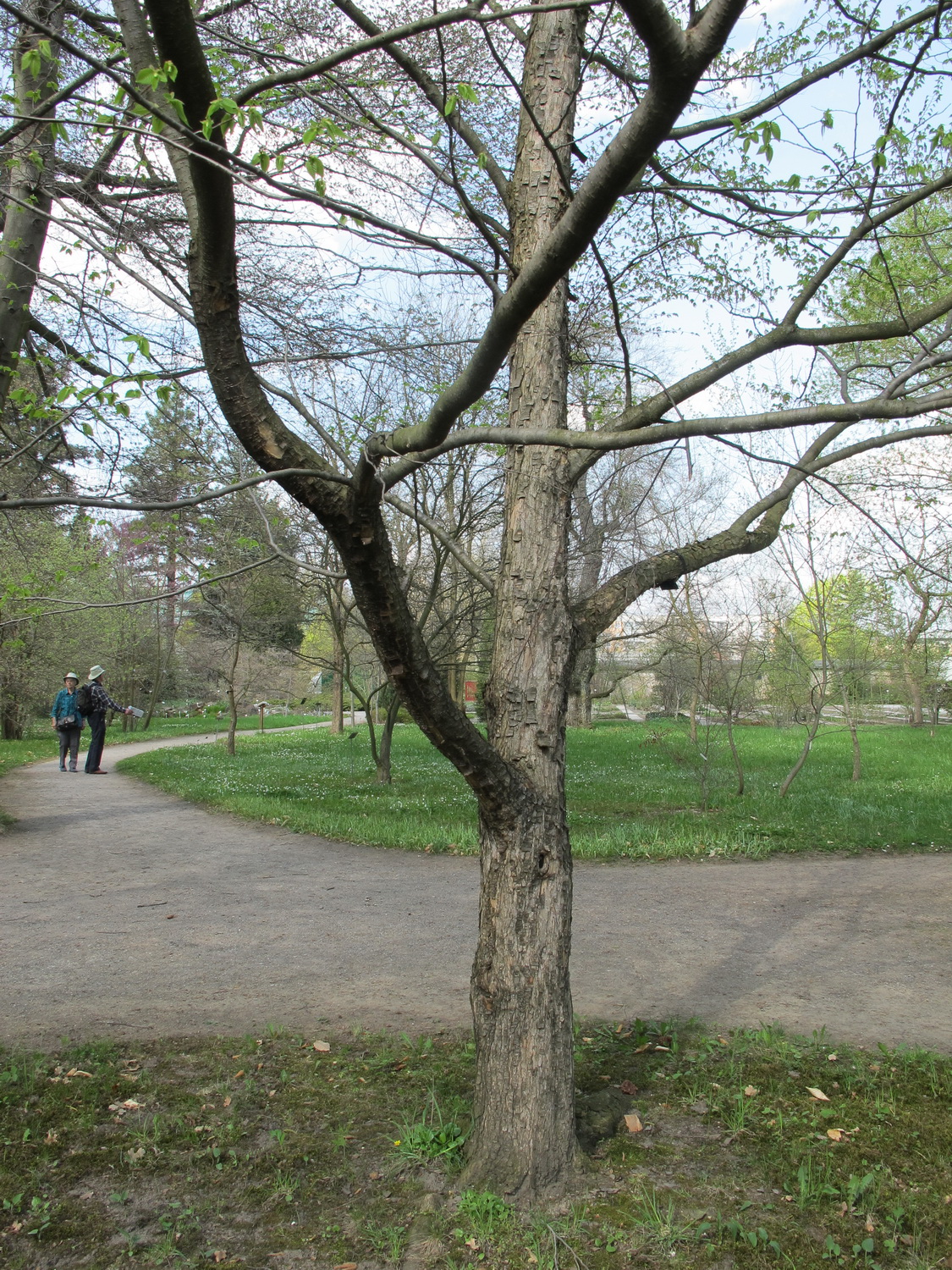 Ostrya japonica - Dresden Botanischer Garten - April 2013