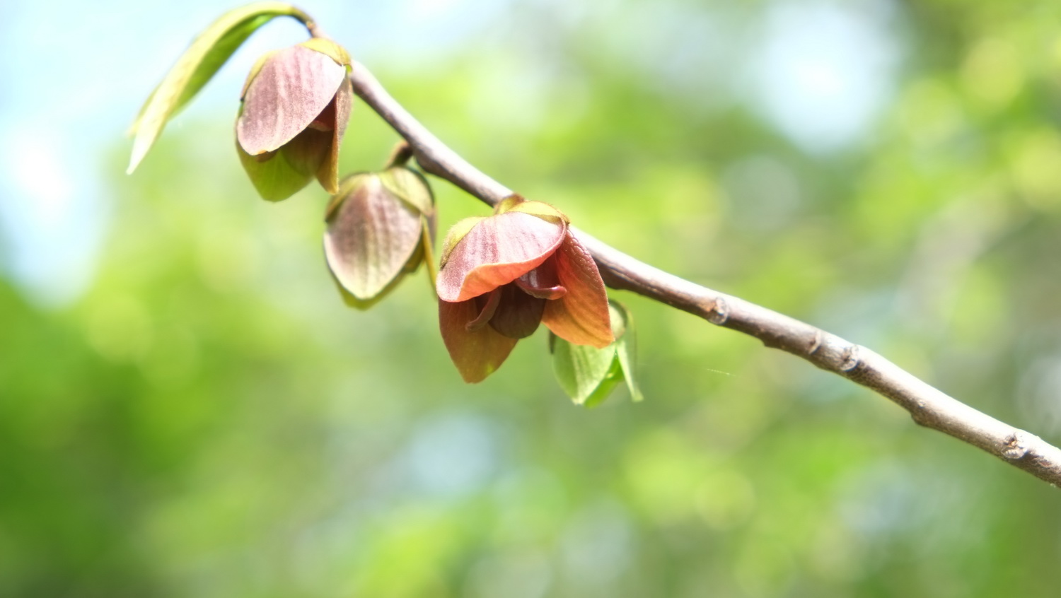 Asimina triloba - Dresden Botanischer Garten - April 2014
