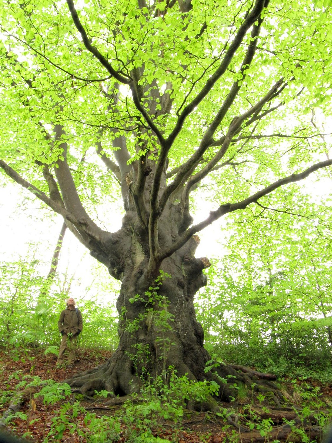 Fagus sylatica - Eimke - 2021
