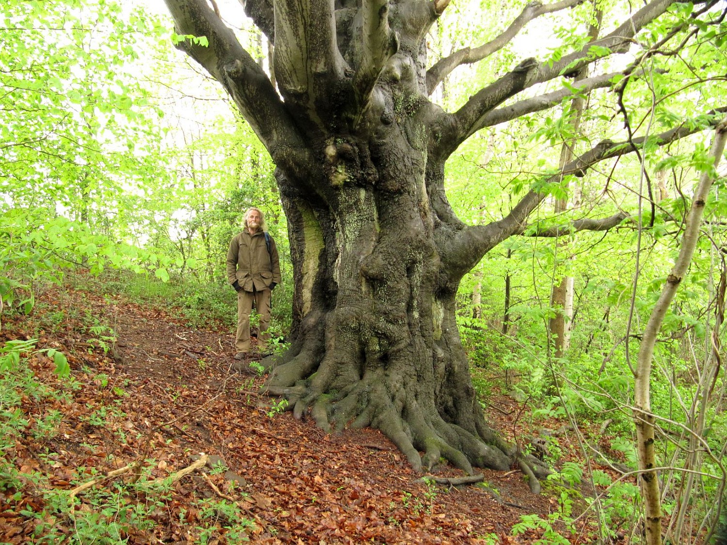 Fagus sylatica - Eimke - 2021