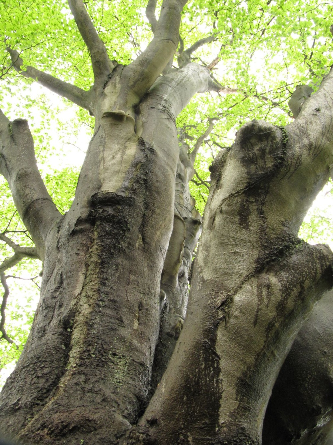 Fagus sylatica - Eimke - 2021