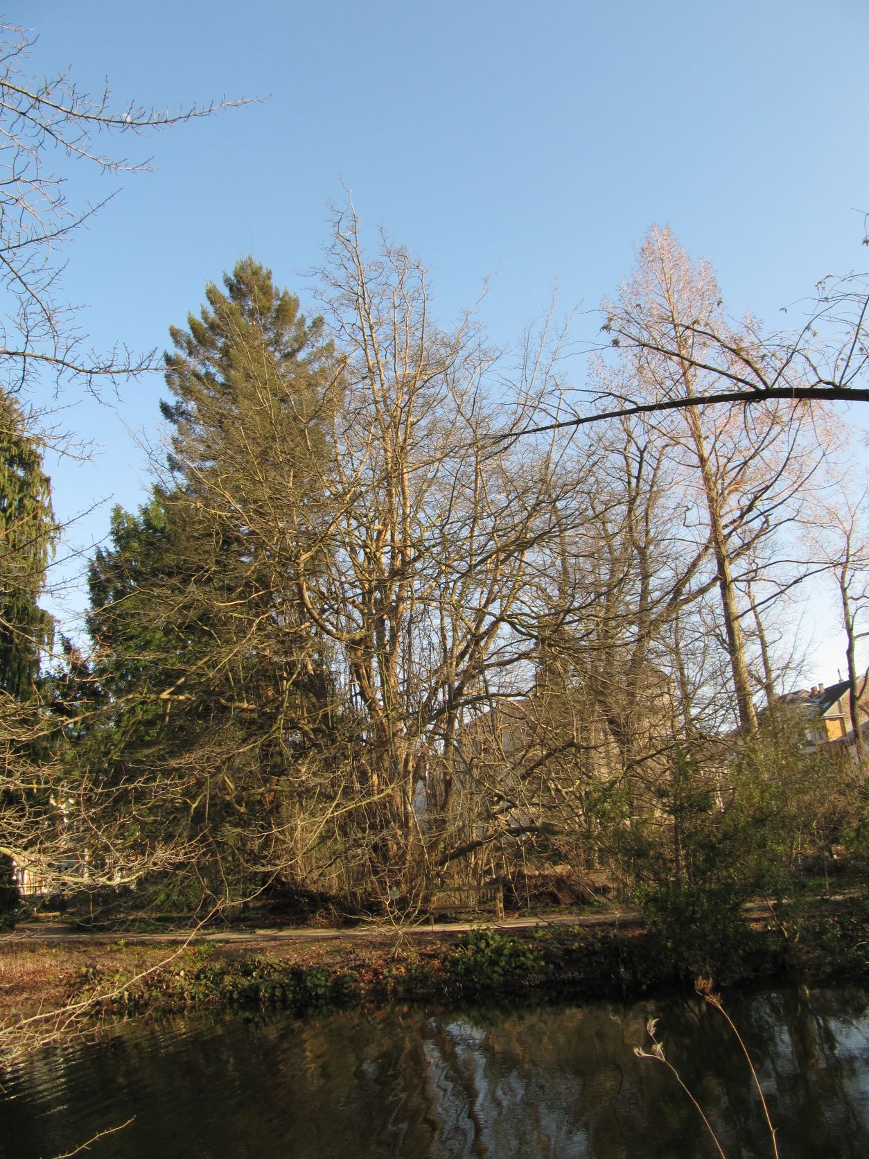 Parrotia persica - Bonn - März 2022