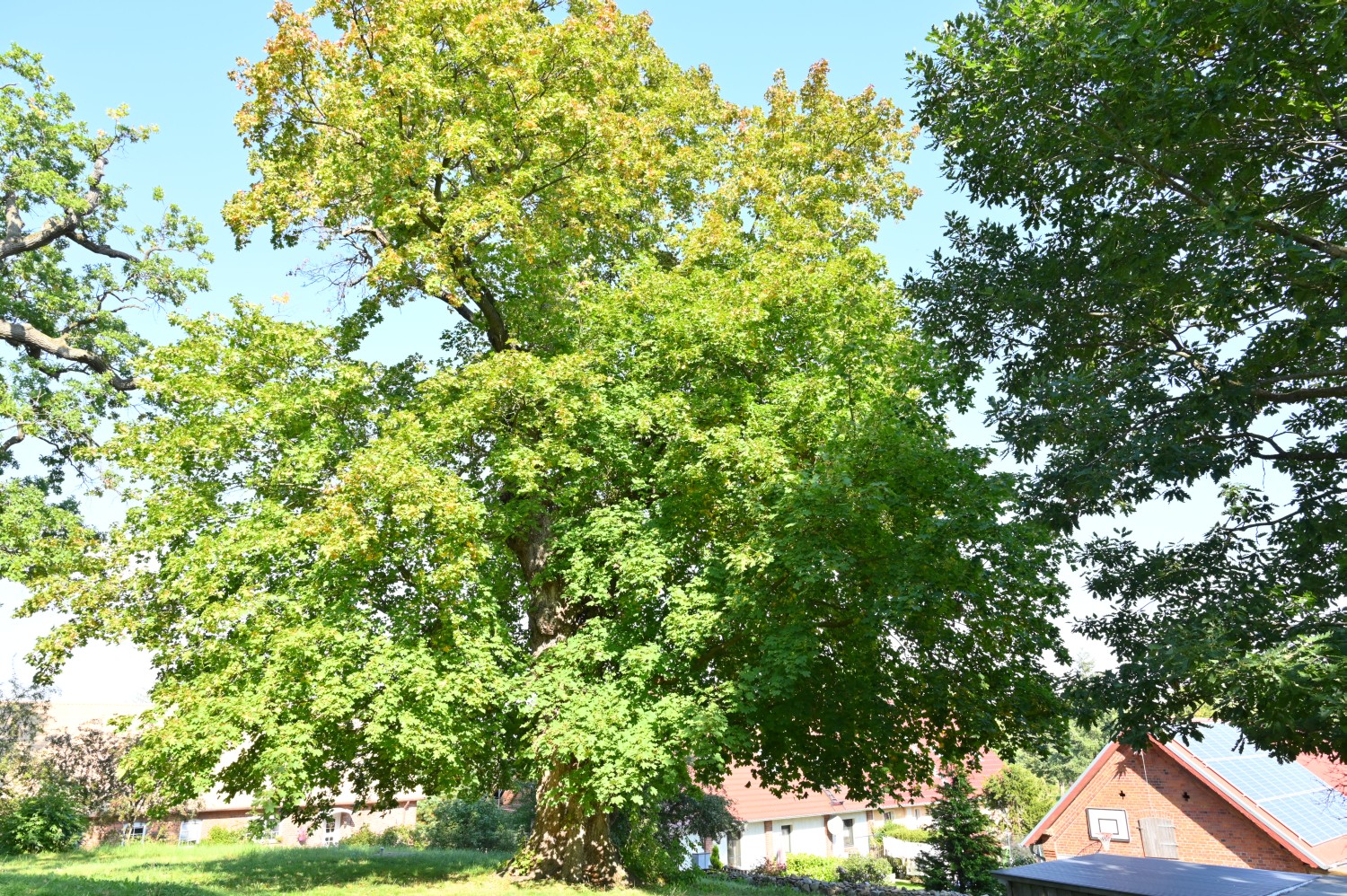 Acer platanoides - Lüttenhagen, Kirchhof - 2020
