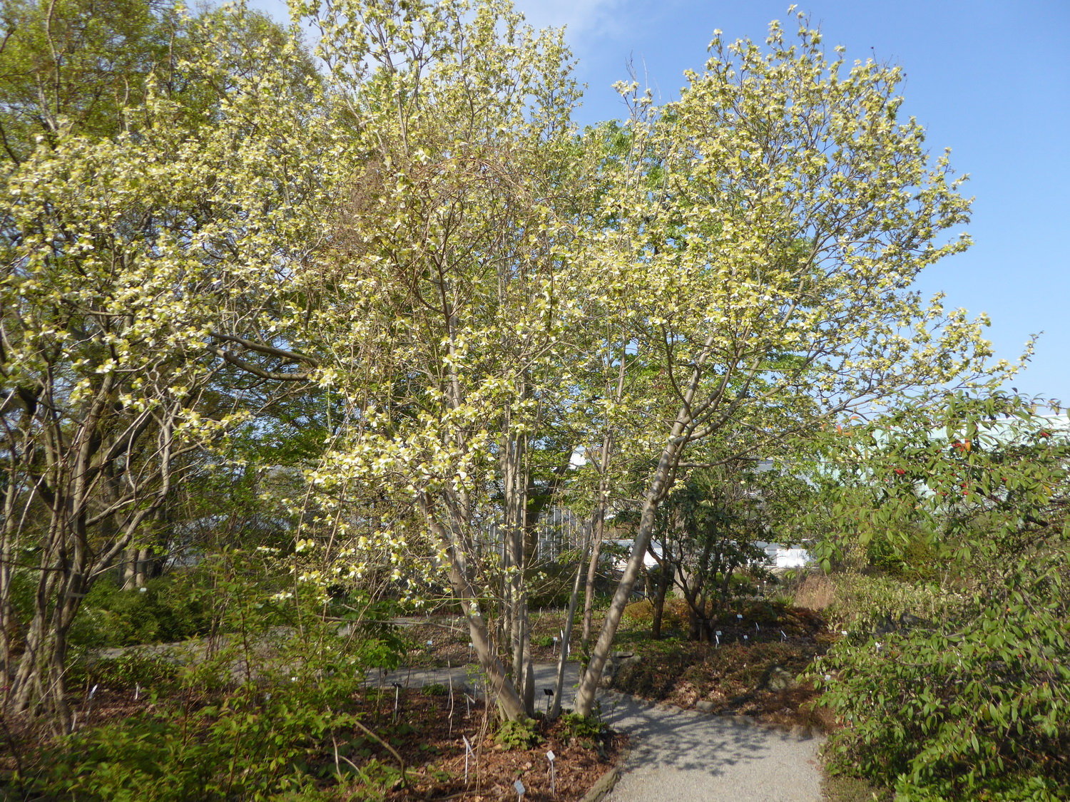 Parrotiopsis jaquemontiana - Dresden Botanischer Garten - April 2019