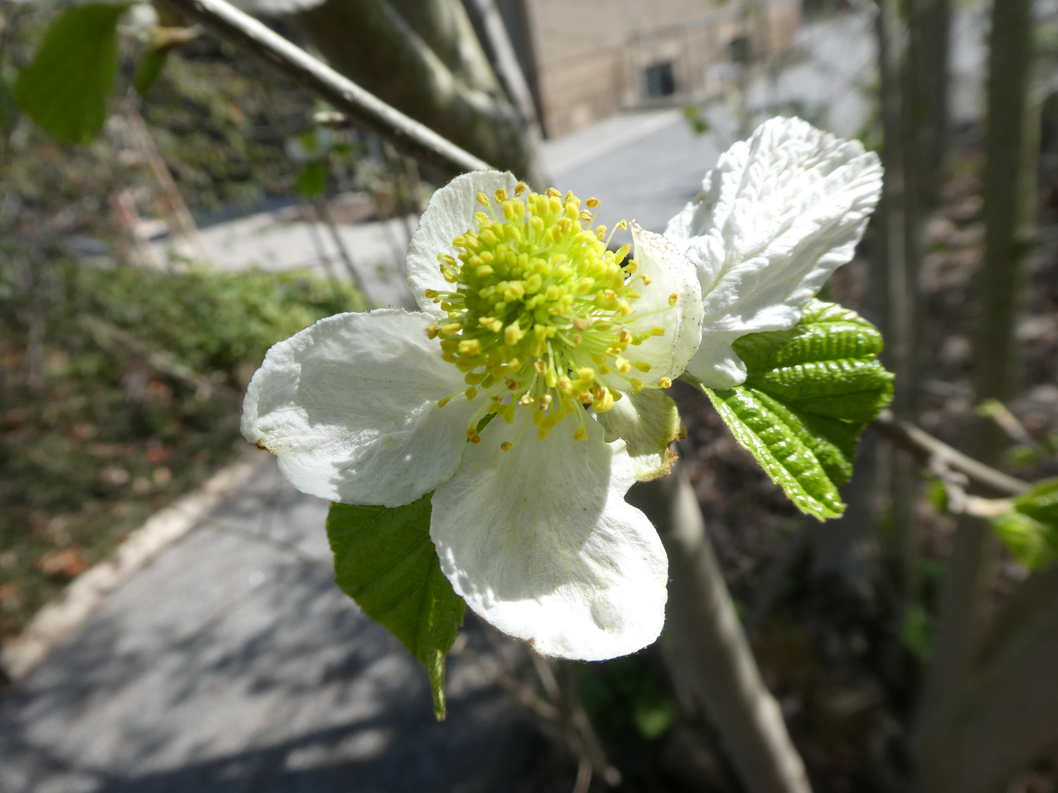 Parrotiopsis jaquemontiana - Dresden Botanischer Garten - April 2019
