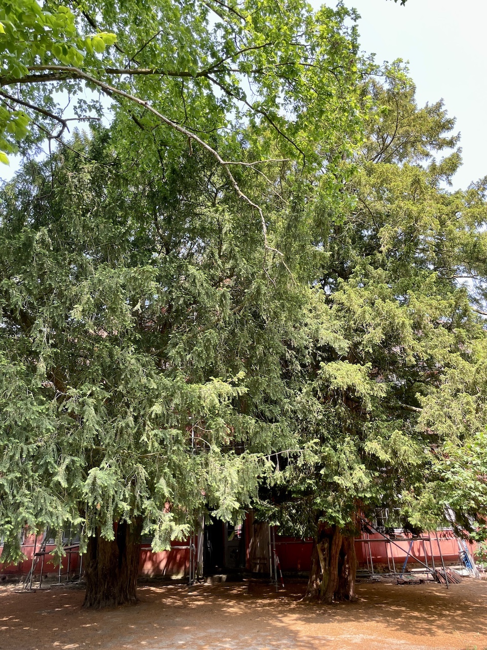 Taxus baccata - Torgelow-Heinrichsruh - Mai 2025