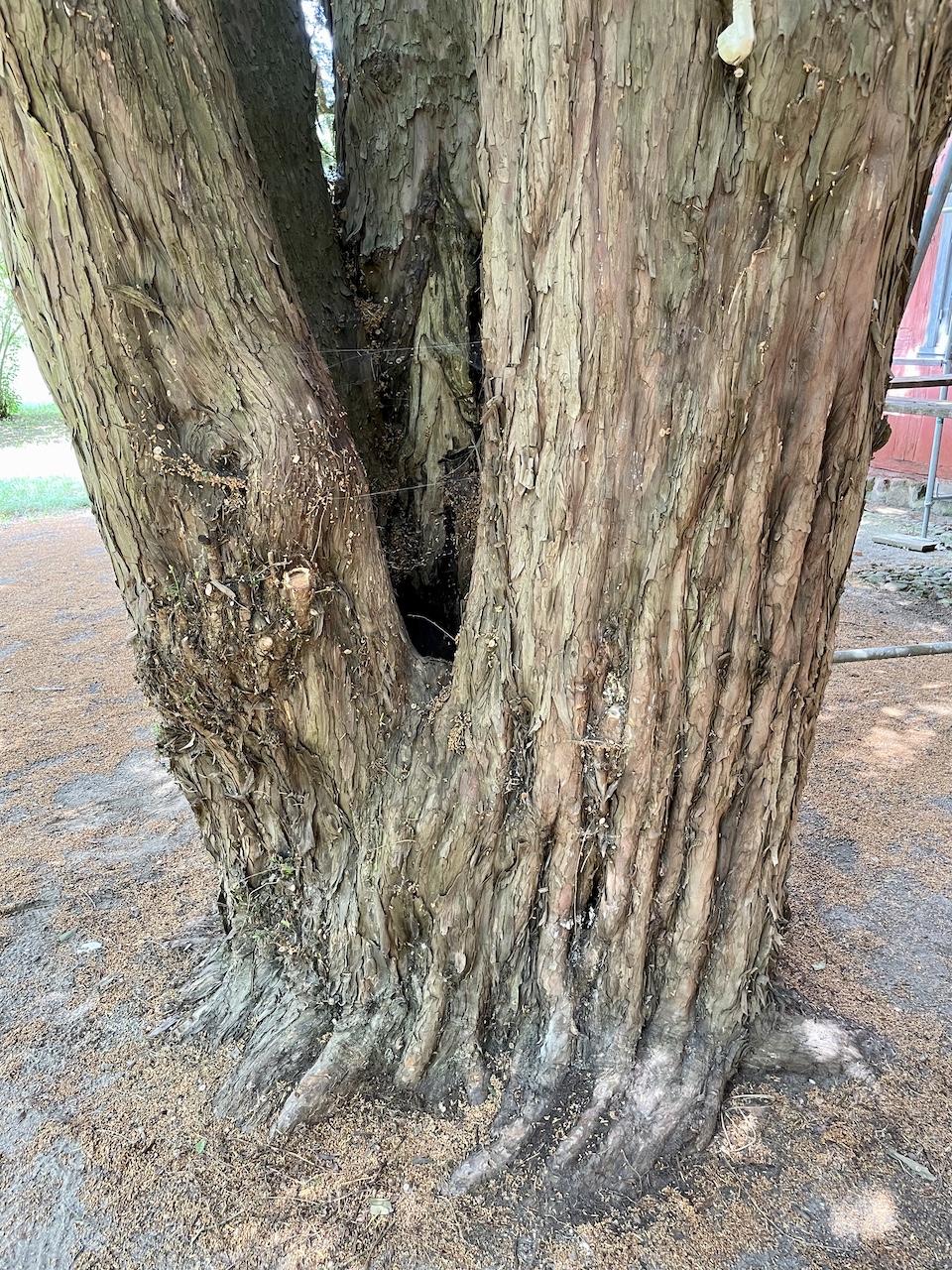Taxus baccata - Torgelow-Heinrichsruh - Mai 2025