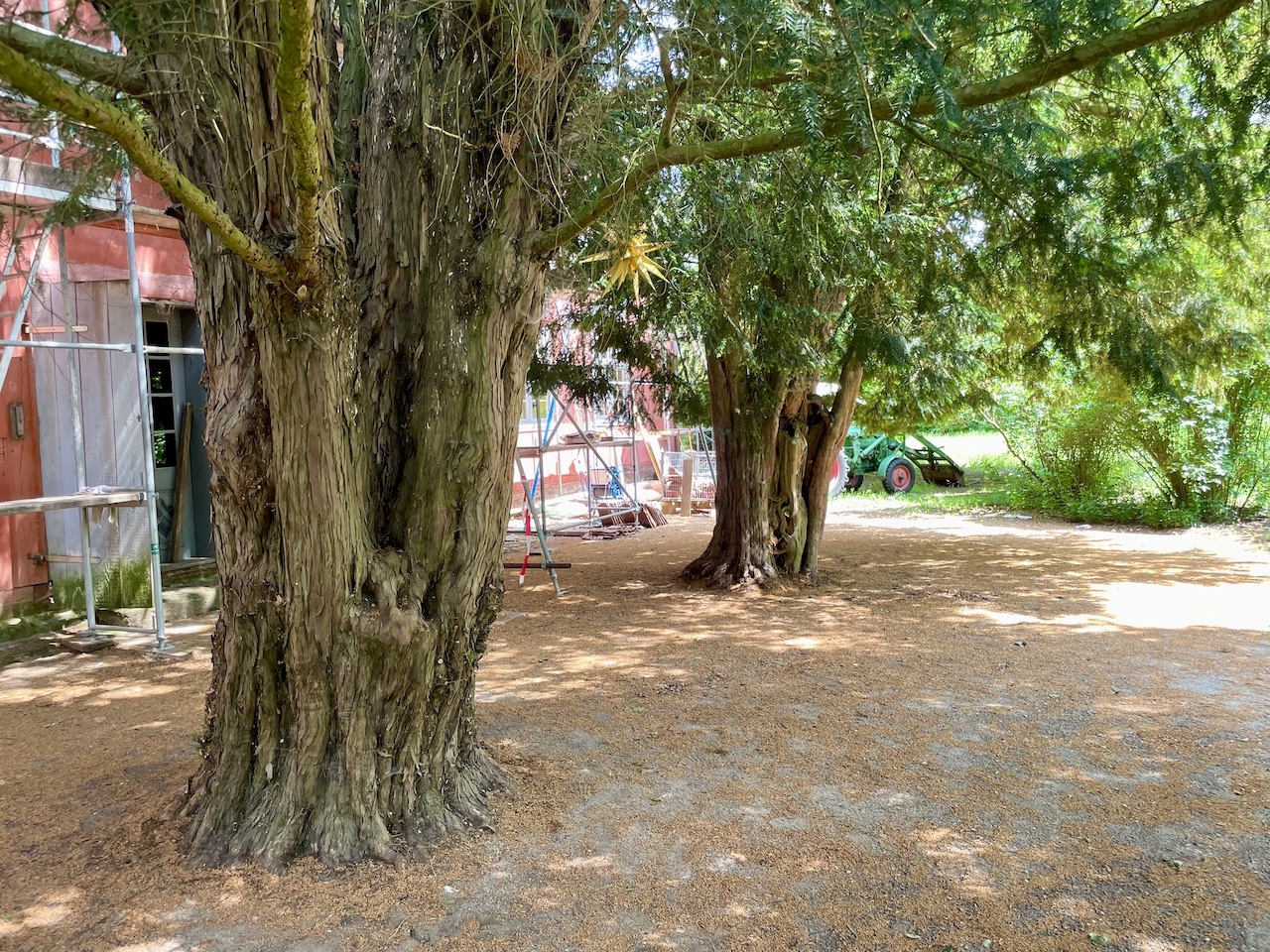 Taxus baccata - Torgelow-Heinrichsruh - Mai 2025