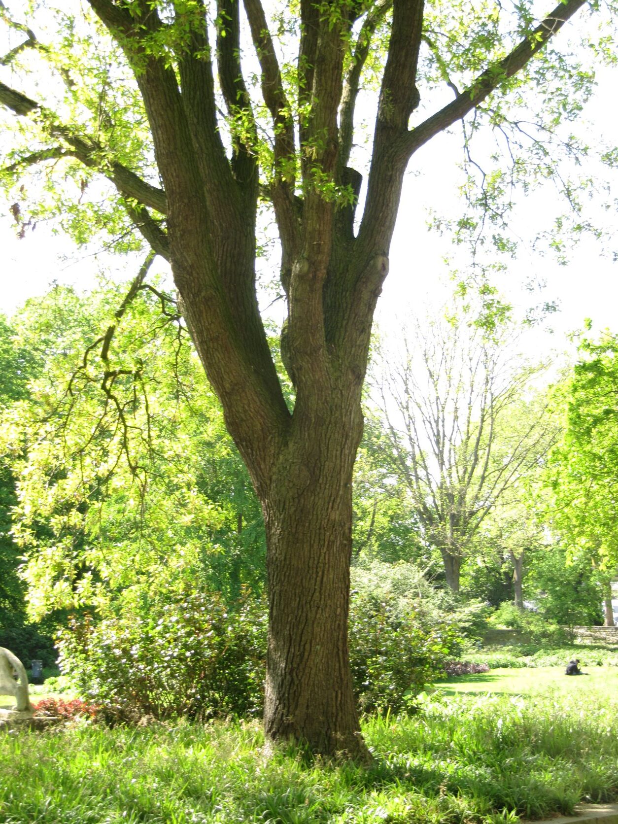 Quercus petraea 'Mespilifolia' - Bremen -Neustadt 2022