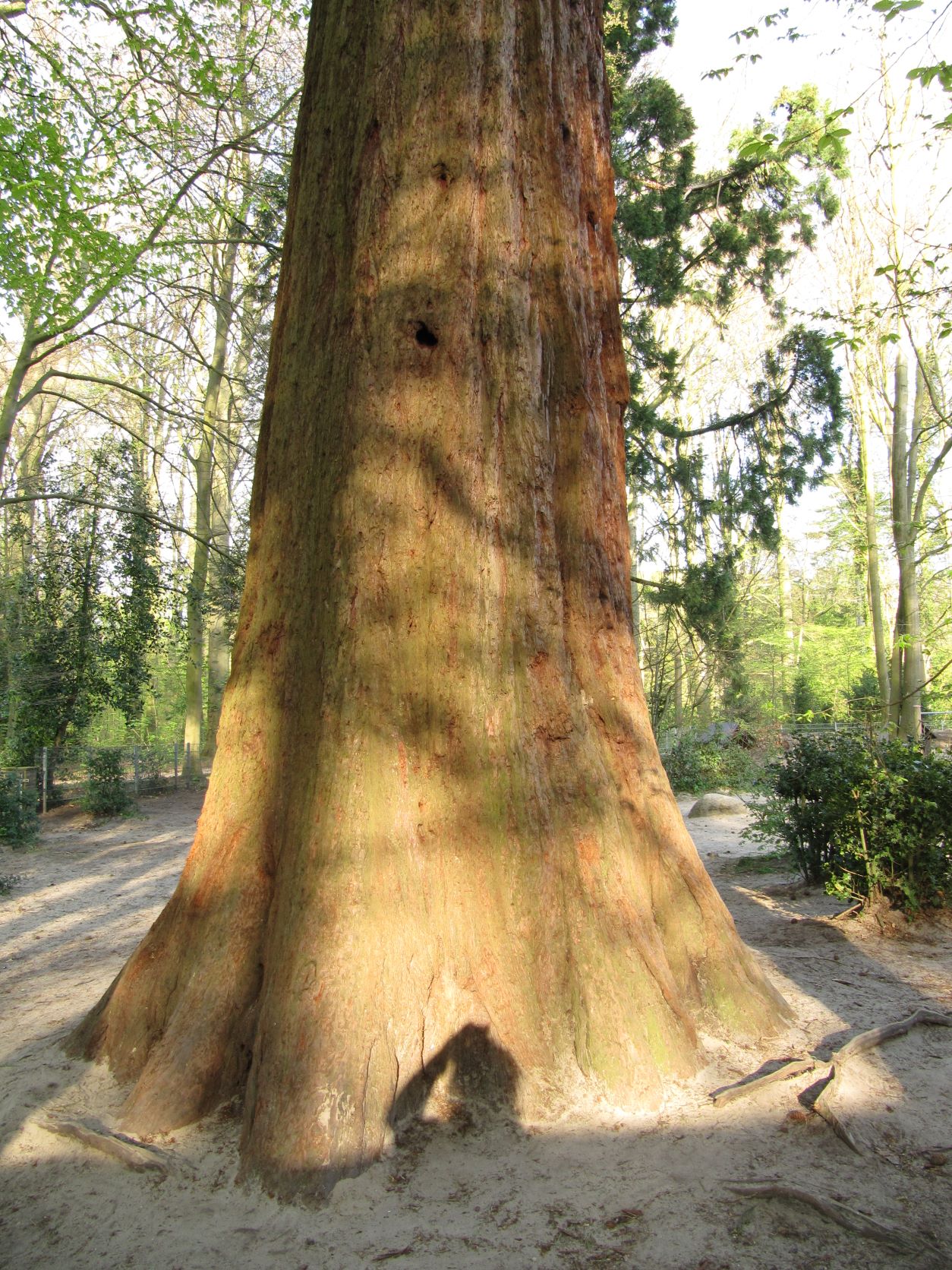 Sequoiadendron Blumenkamp Bremen Lesum 2022