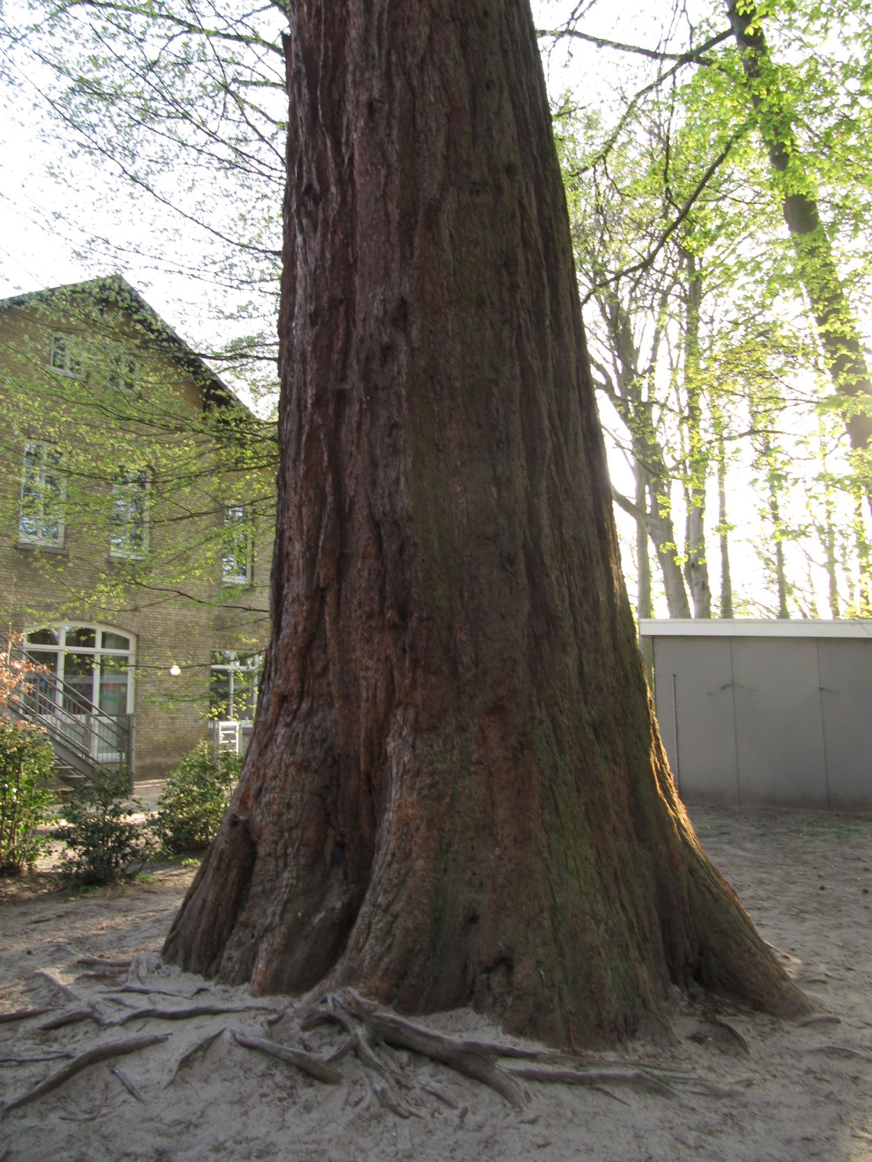 Sequoiadendron Blumenkamp Bremen Lesum 2022