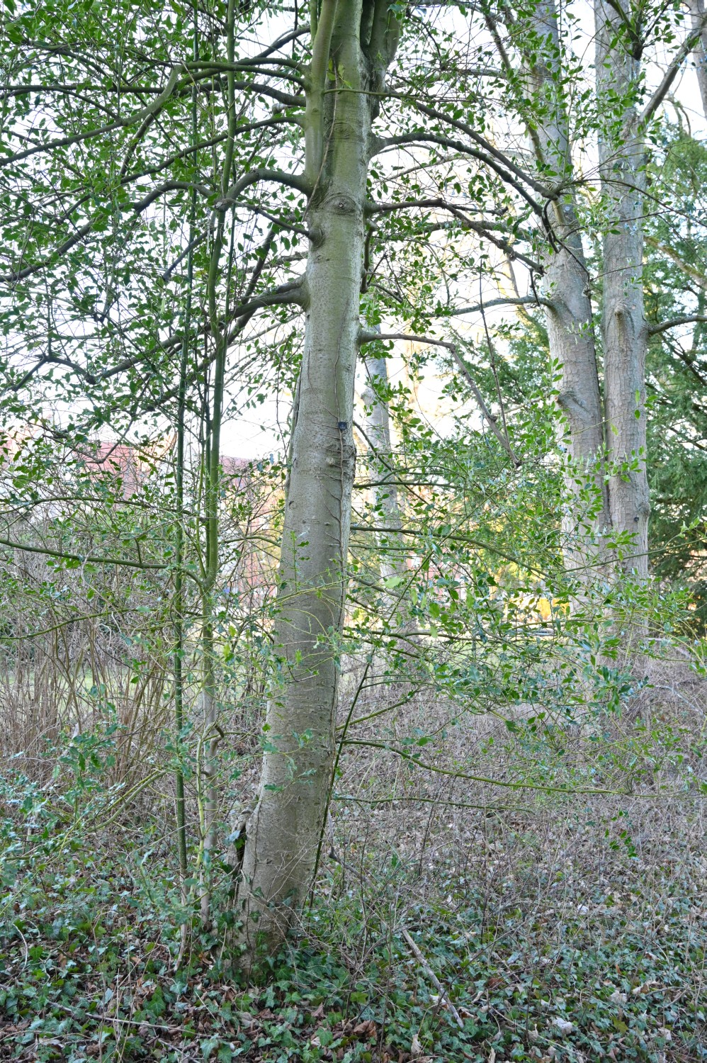 Ilex aquifolium - Bad Wilsnack - 2022